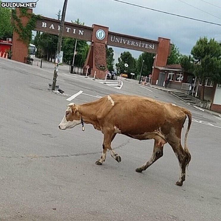 Bartınlıları etiketleyin...