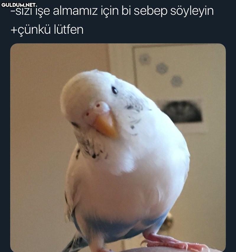 Kabul edildiniz -sizi işe...