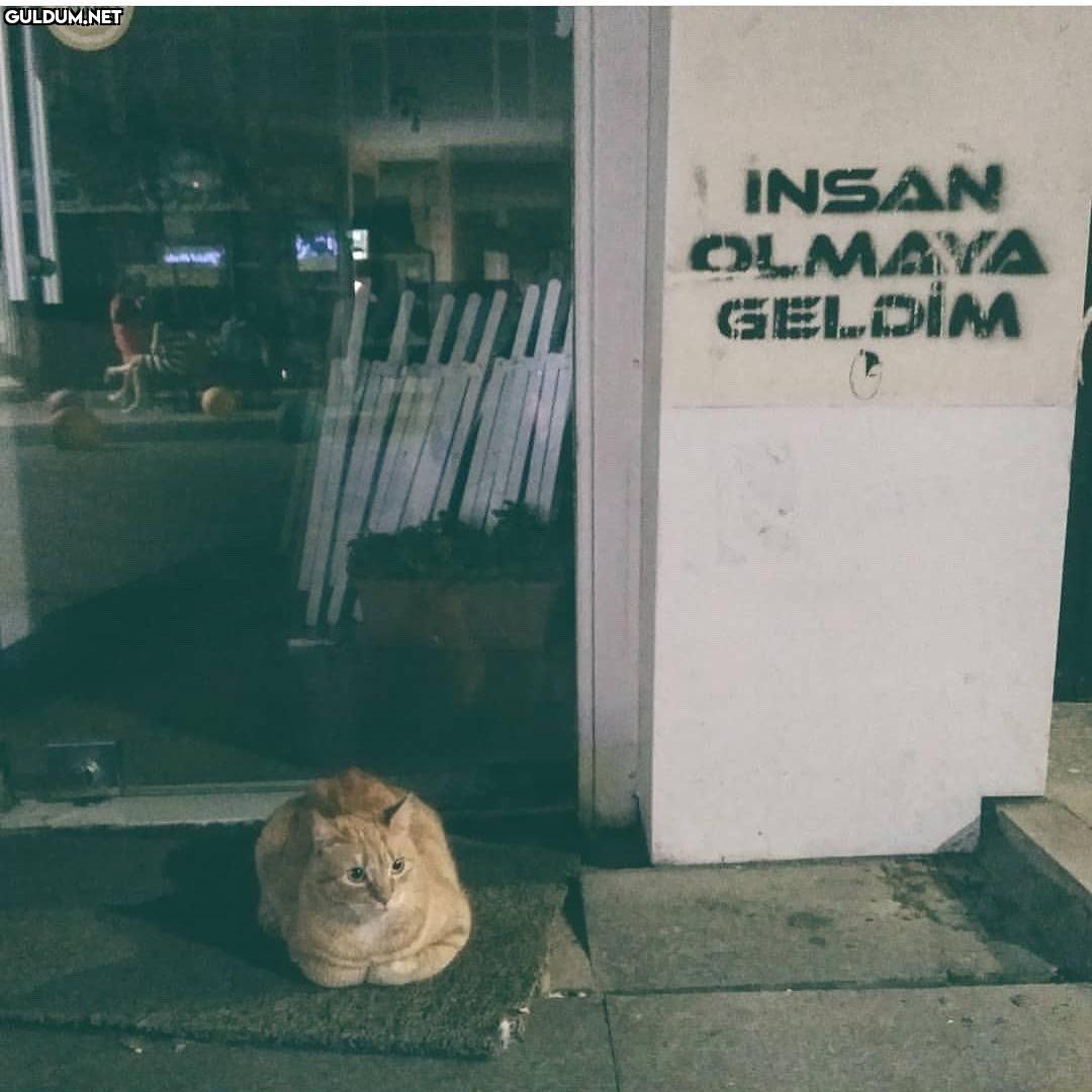 Ne gerek var? INSAN OLMAYA GELDIM
