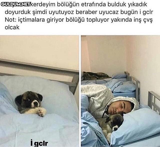 köpeğe bak yata yata...