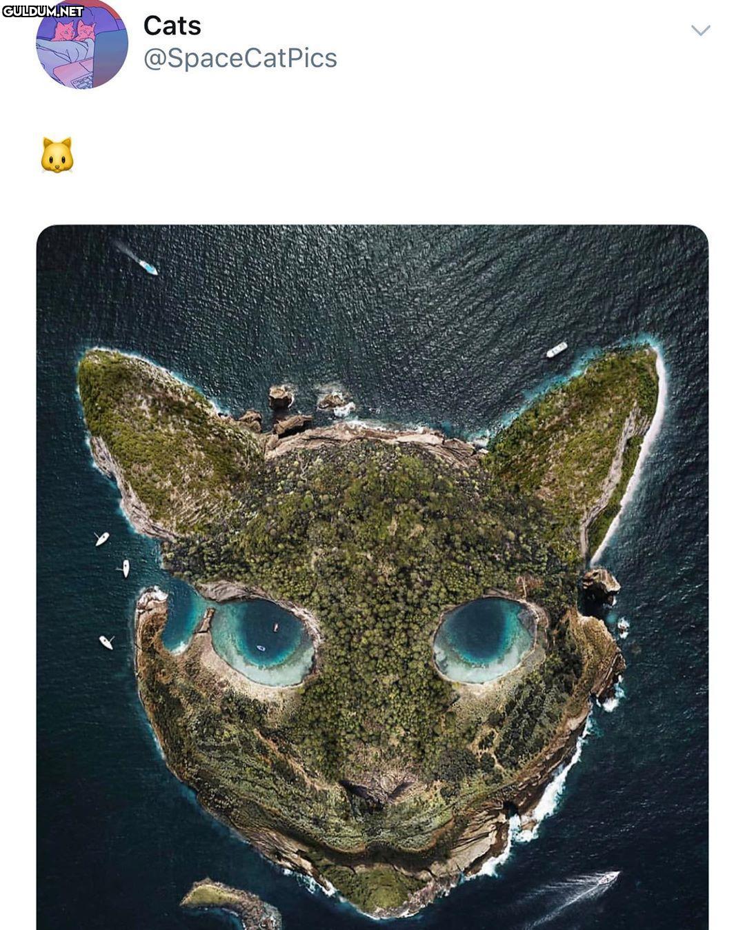 Günaydın ✌️ Cats @SpaceCatPics
