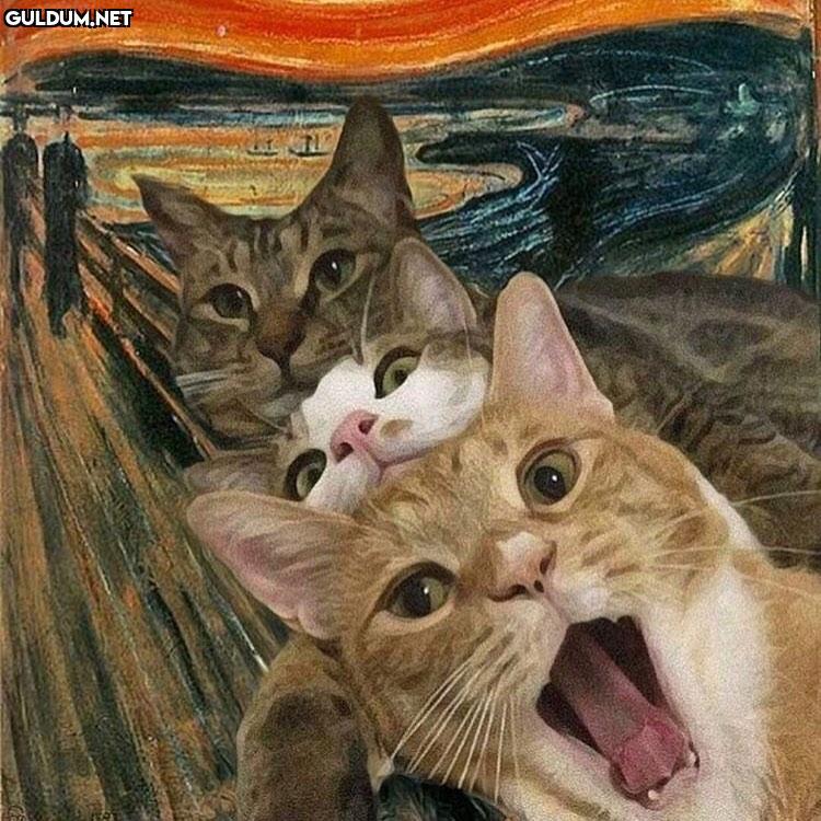 sanat kediler içindir