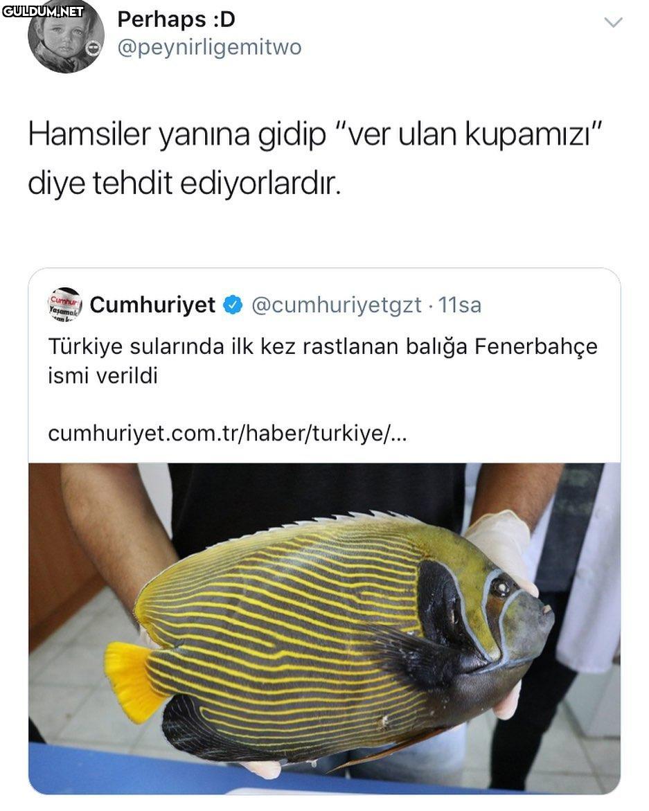 trabzonlular seri kızgın...