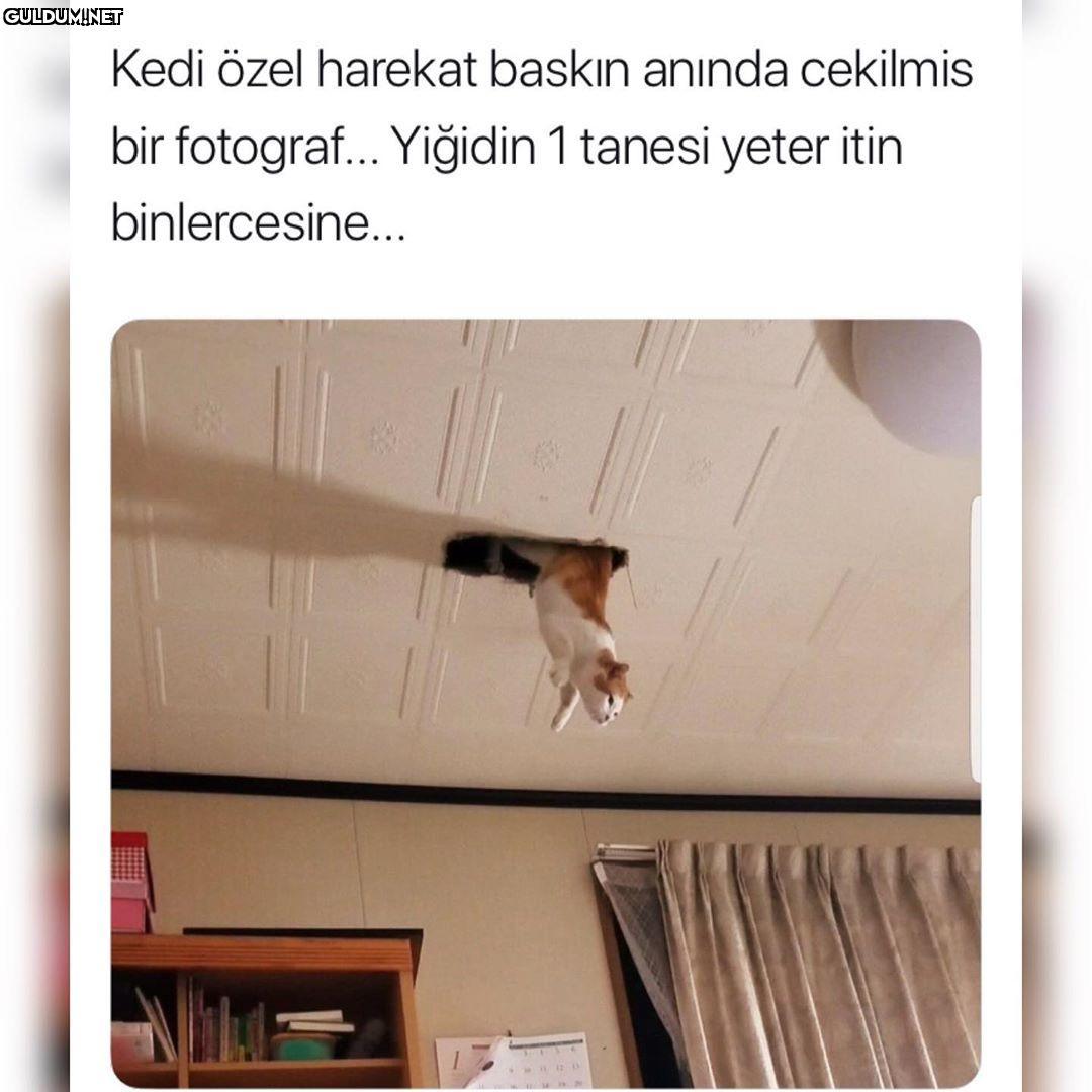 İşte geliyor Kedi özel...