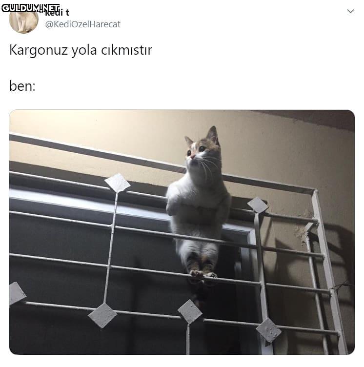 kedi t @KediOzelHarecat...