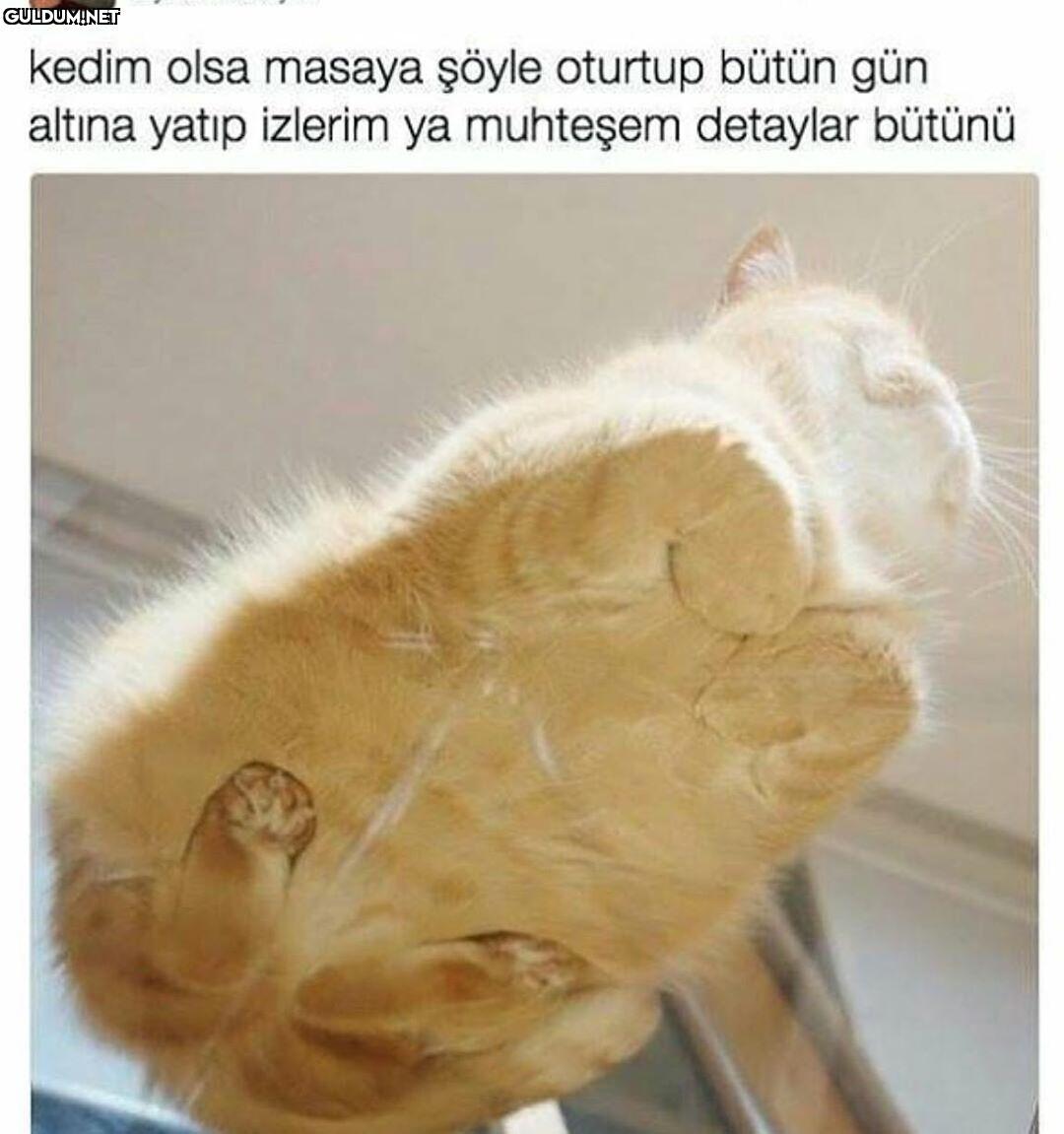 kedim olsa masaya şöyle...
