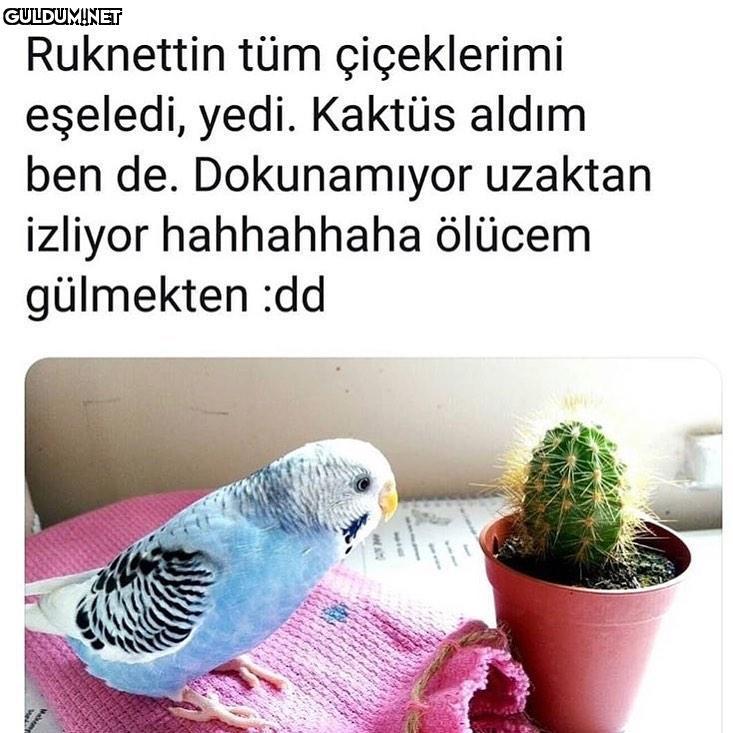 Ruknettin tüm çiçeklerimi...