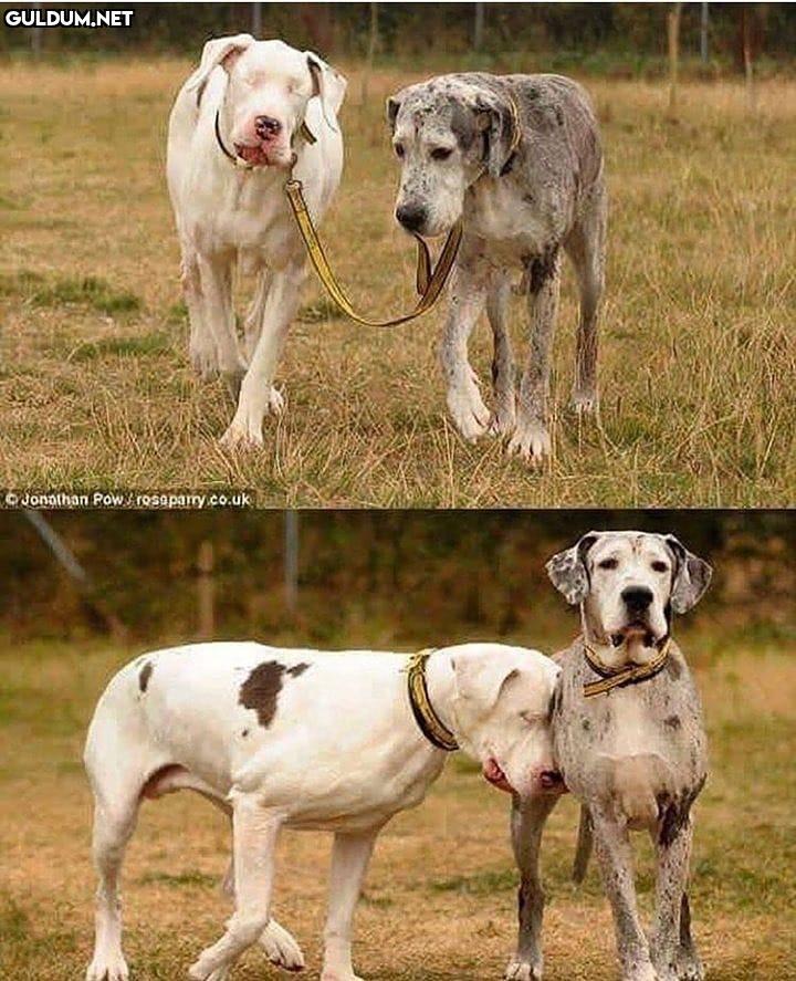 Gözleri görmeyen köpeğe...