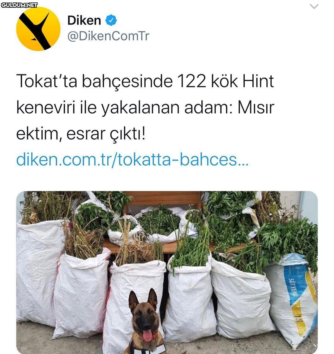 Moruk bu nerenin mısırı...