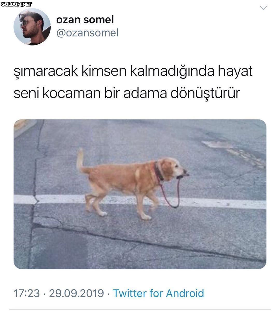ozan somel @ozansomel...