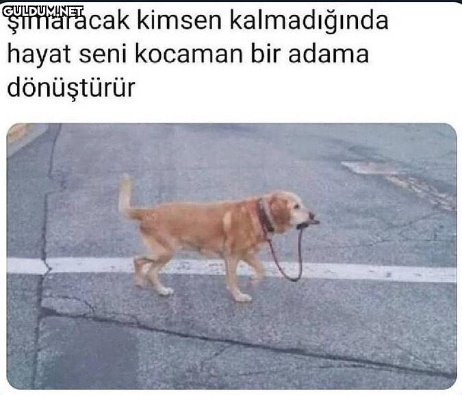 şımaracak kimsen...