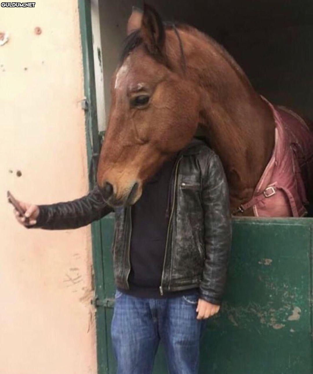 BoJack Horseman