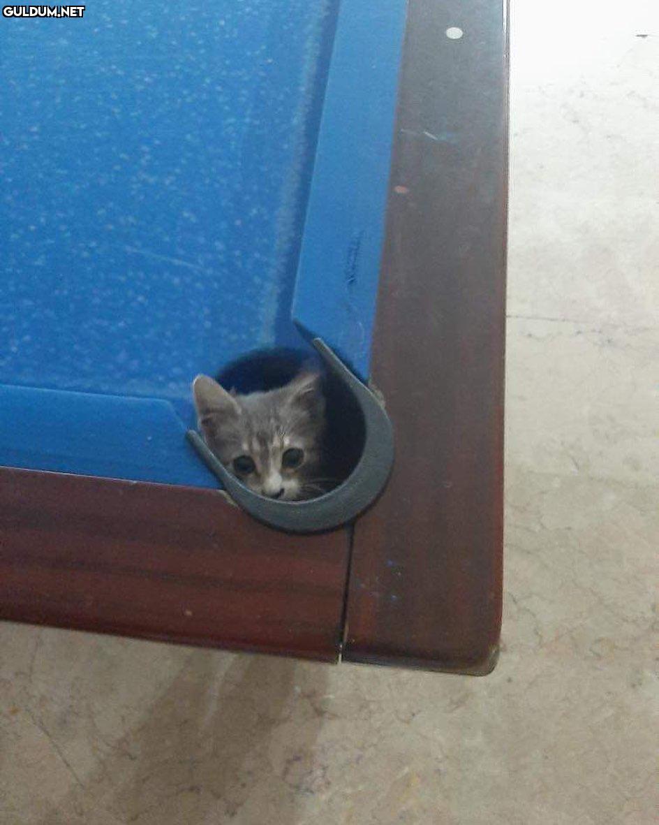 Beyazı atan mal hanginiz...