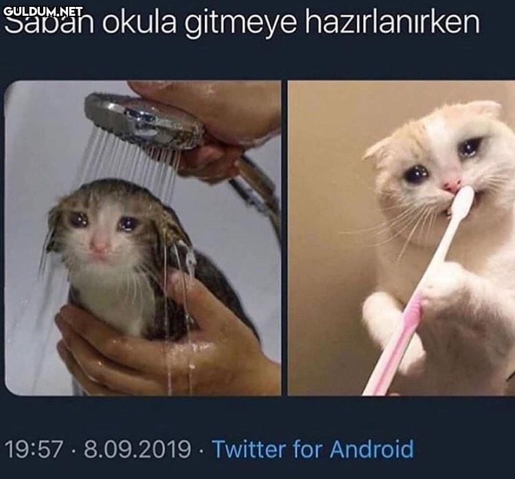 Sabah okula gitmeye...