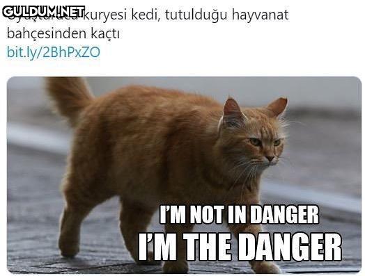 Uyuşturucu kuryesi kedi,...