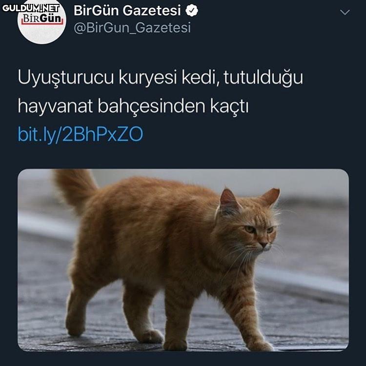 İşte geliyor özel hareket...