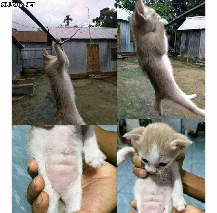 kedi bile karın kası var