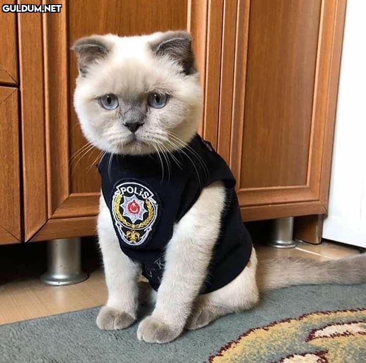 PÖH (Pişik Özel Harekat) SPOLIS
