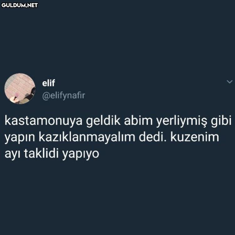 Kastamonu ayısı xd elif...