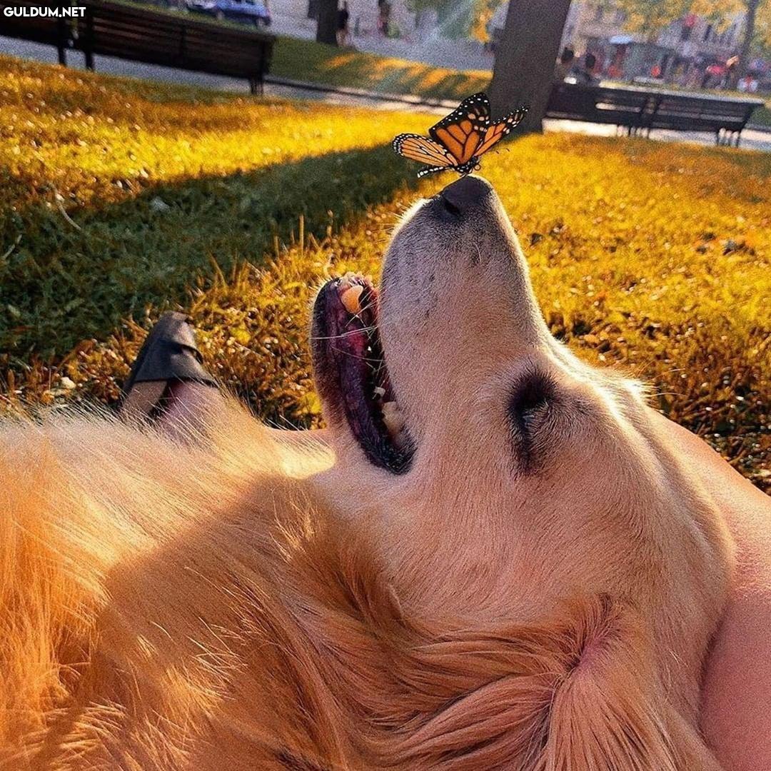 Günaydın 🐶🦋
-
📷@karencantuq
-