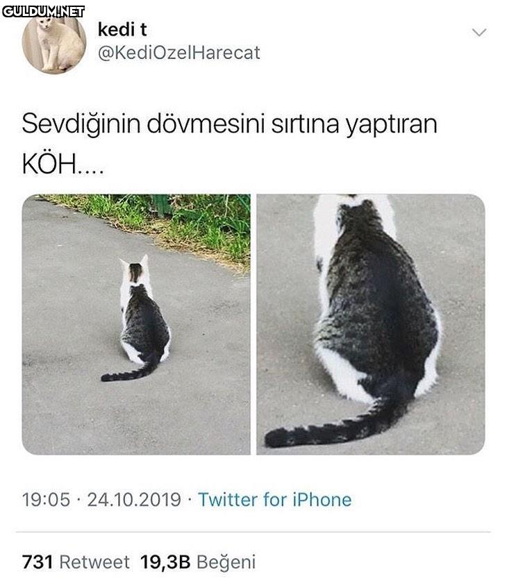 @KediOzelHarecat...