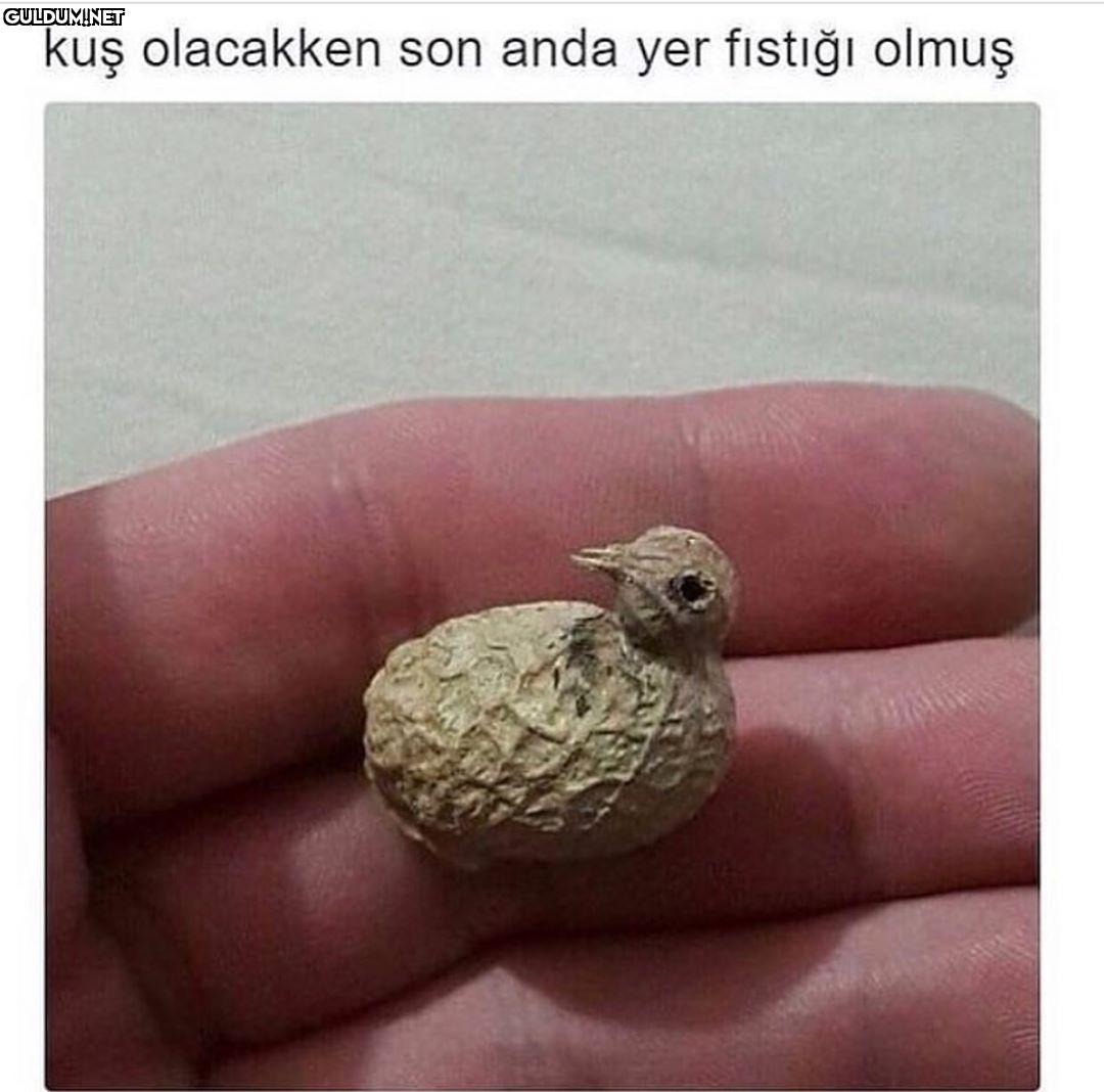 kuş olacakken son anda yer...