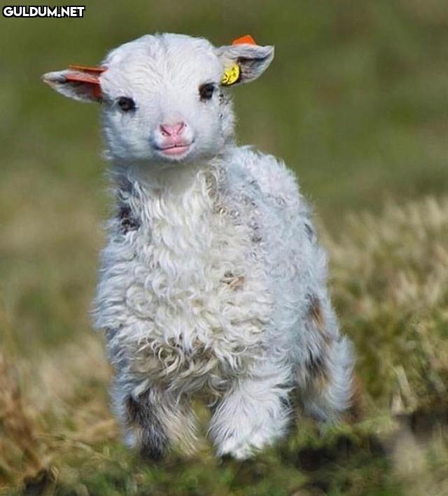 Günaydın 🐑