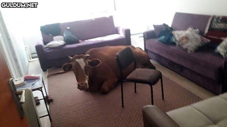 2+1 danalı döşeli ev