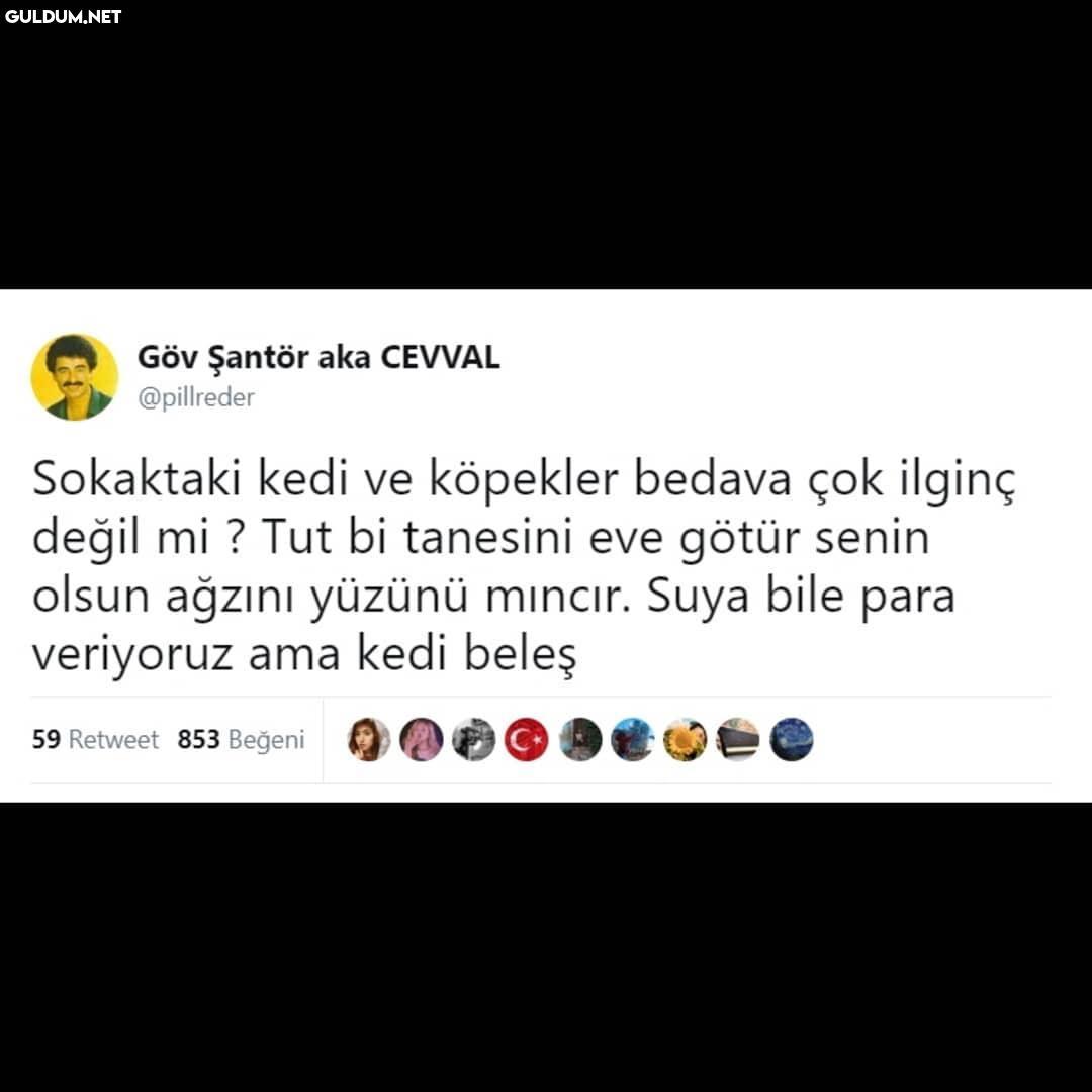 Göv Şantör aka CEVVAL...