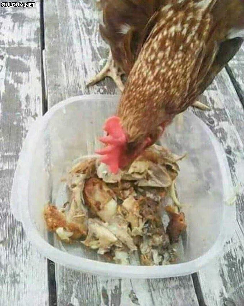 Demiri demirle dövdüler,...