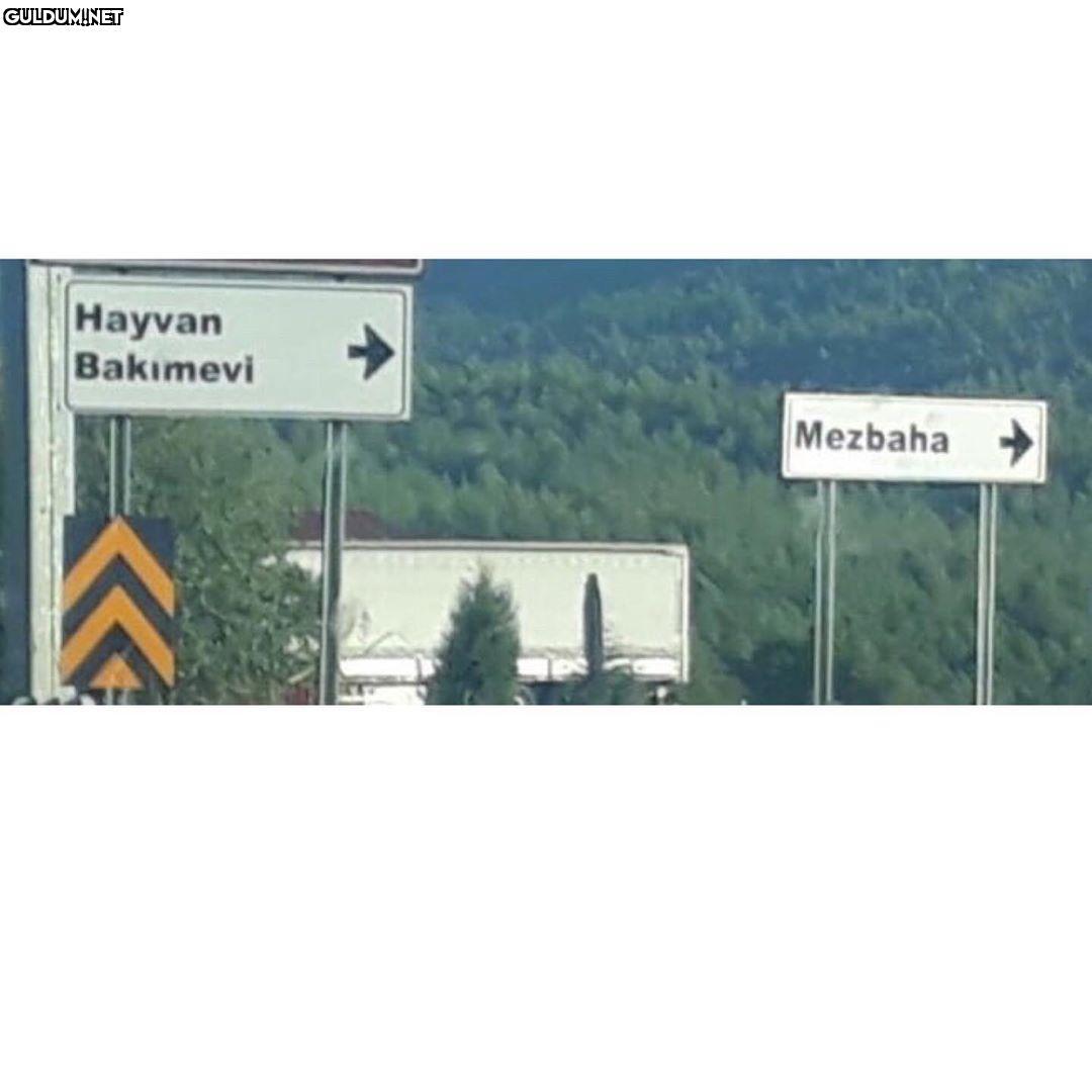 -Bizim kedinin durumu...