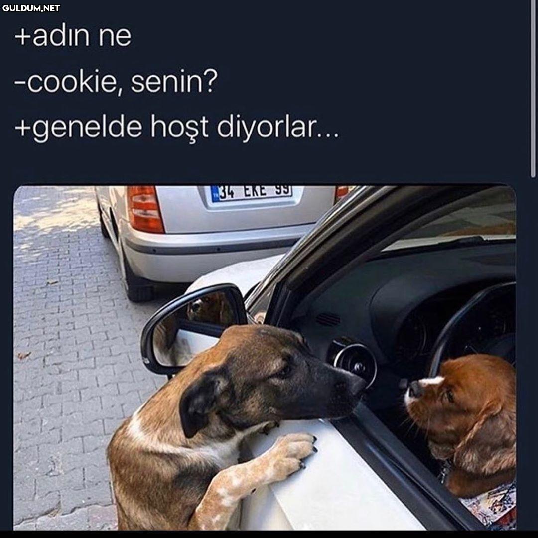 +adin ne -cookie, senin?...