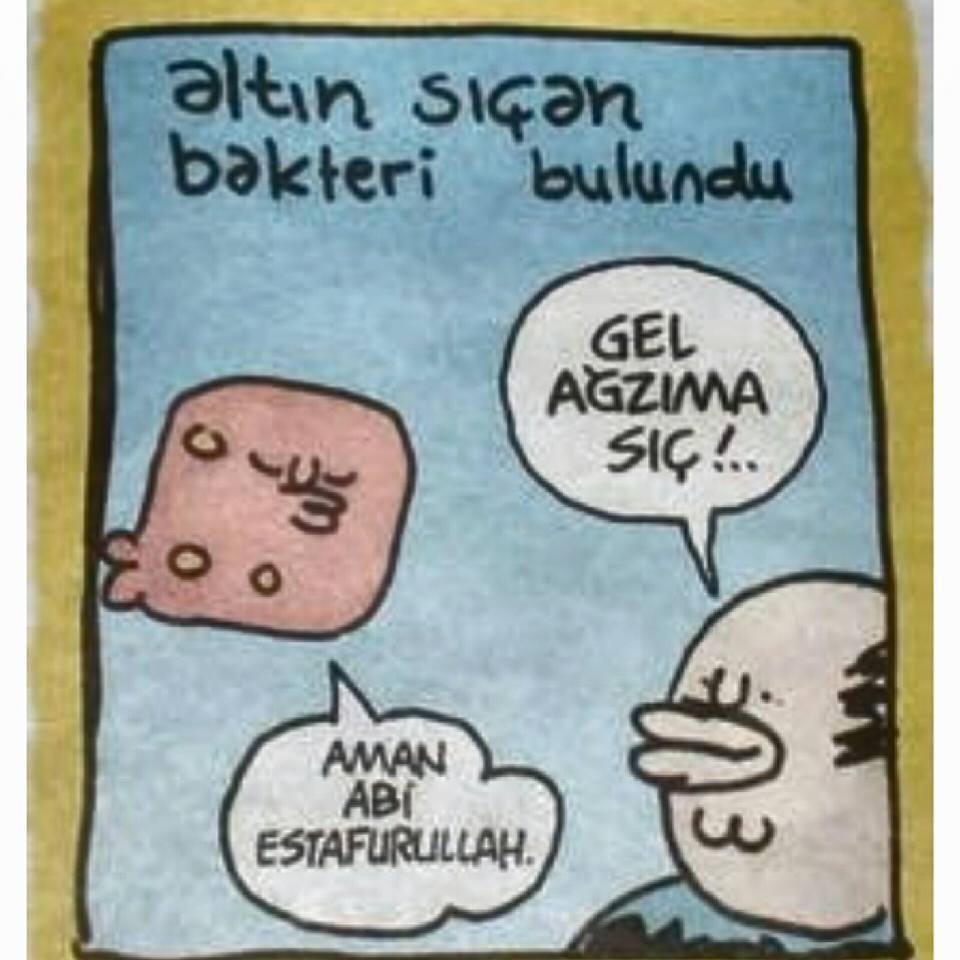Altın sıçan bakteri...