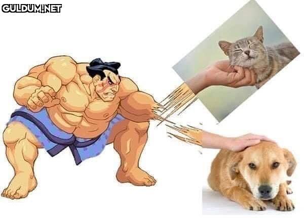 Sokakta aynı anda hem kedi...
