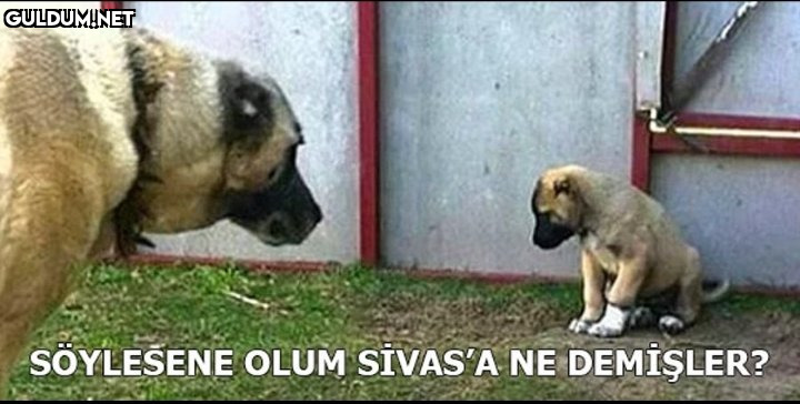SÖYLESENE OLUM SİVAS'A NE DEMİŞLER?