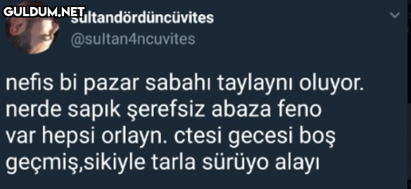 sultandördüncüvites...
