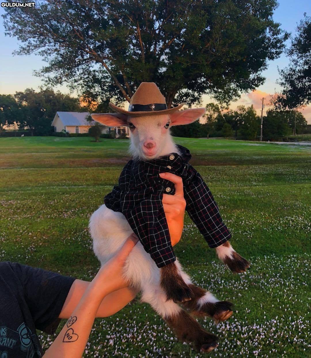 Günaydın 🐐
-
📷...