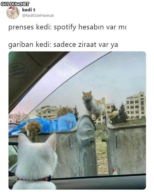 kedi t @KediOzelHarecat...