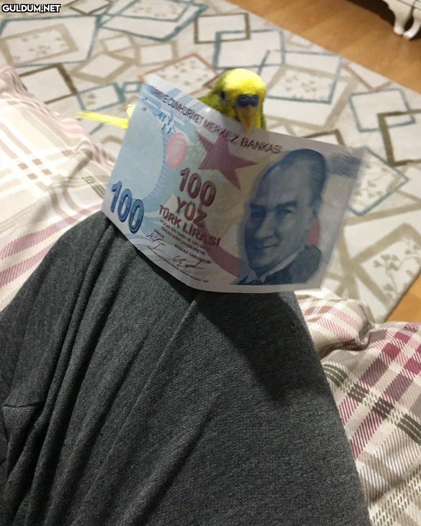 Belki bu ciklemene...