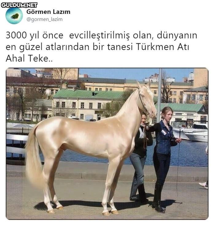 Görmen Lazım @gormen_lazim...