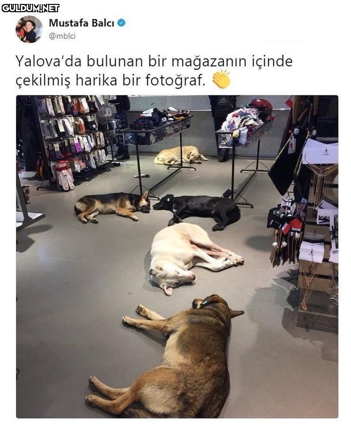 Mustafa Balcı O @mblci...