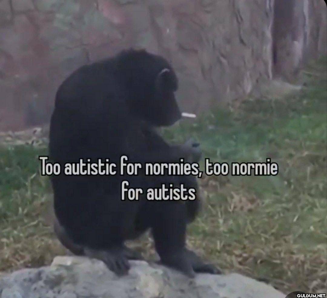 Too autistic for normies,...