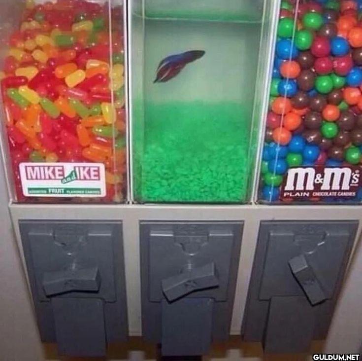 ︎ ︎ ︎ ︎    MIKE IKE 7 m&ms...