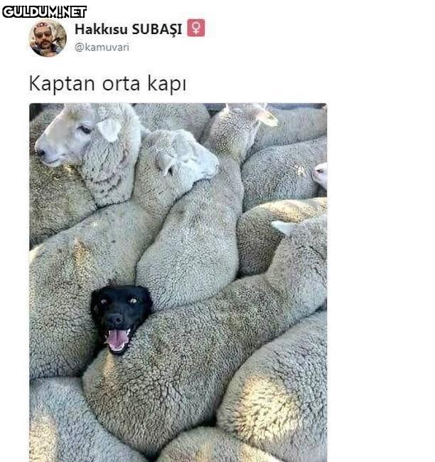 Hakkısu SUBAŞI 9 @kamuvari...