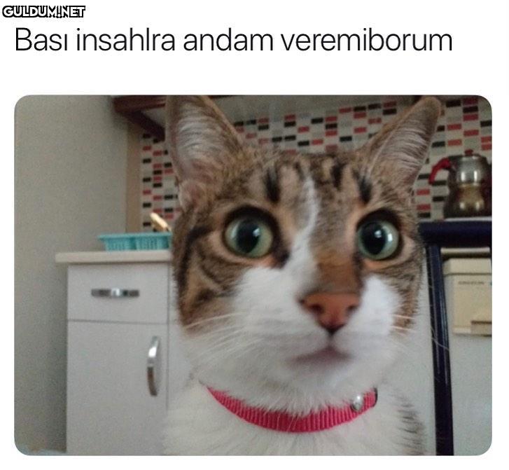 Bası insahlra andam veremiborum