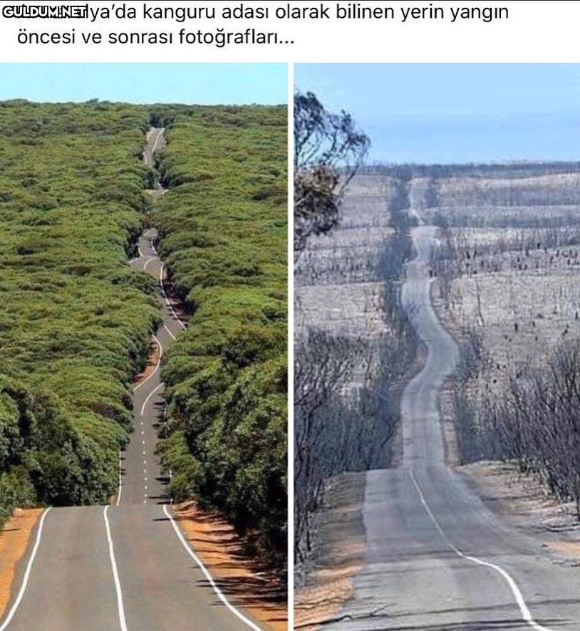 Avustralya'da kanguru...
