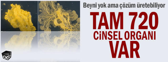 Tag your yürüyen cinsellik...