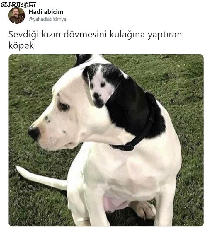 Hadi abicim...