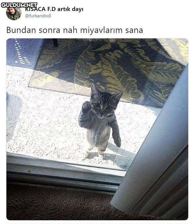 KISACA F.D artık dayı...