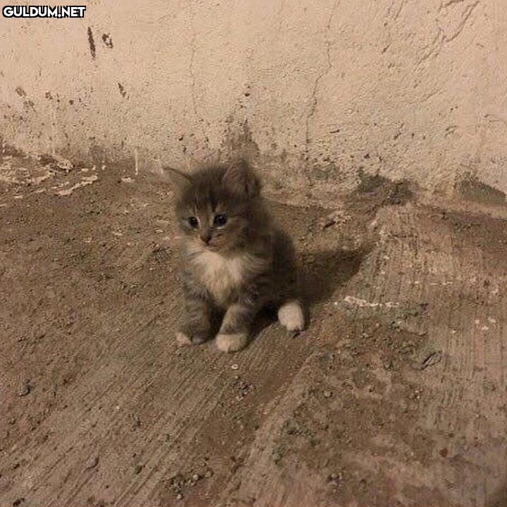 Beni kimin ittiğini...